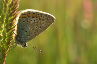Vanavond heb ik Icarusblauwtjes proberen te fotograferen en er zaten er heel veel. Eindelijk mooie foto's van deze soort kunnen maken.