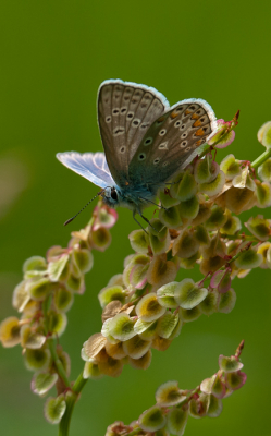 Nabij de Emerput in het bloemenveld.
Door zijn mooie felle blauwe kleur viel hij direct op