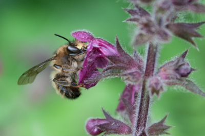Ik ben nieuw hier op Nederpix (wel al actief op Birdpix). Ben me wat aan het verdiepen in alle insecten in de tuin en kwam deze mooie Bij tegen. Ze is getermineerd door admins van waarnemingen.be en het blijkt om een zeldzame soort te gaan. Ik vond ze niet terug op Nederpix. Hier het mannetje: