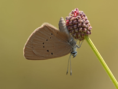 Ook de vrouwtjes van de Donkere pimpernelblauwtjes gebruiken voornamelijk de nog niet bloeiende pimpernellen om hun eitjes af te zetten. Waarom doen ze dat?