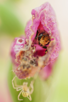 het begon te regenen dus deze bij zocht zijn schuilplek in een oude bloem van het vingerhoedskruid.

Ik heb geen idee of jullie met alleen de kop al een naam kunnen geven aan die prachtige vriendelijk ogende beestje.