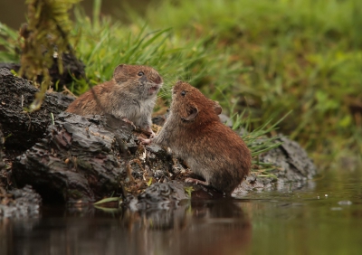 Onder de vijver van hut 3 (Han Bouwmeester) woont een familie muizen, en zo in de beste hebben ze ook wel eens ruzie.