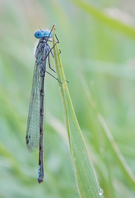 's ochtends vroeg op pad om libellen en vlinders te fotograferen. Deze watersnuffel zat laag in het natte gras, dus ik moest er wel op mijn buik voor gaan liggen om een opname te maken.