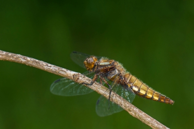 Tegen mijn gewoonte in 's namiddags dit gebied bezocht, eigenlijk vooral om te kijken hoe het met de weidebeekjuffers gesteld was.  Er zaten er flink wat, maar de wind maakte het nemen van fatsoenlijke foto's bijna onmogelijk. Uiteindelijk in een luw hoekje op een dikkere tak toch deze platbuik gevonden die wel bereid was om model te spelen..