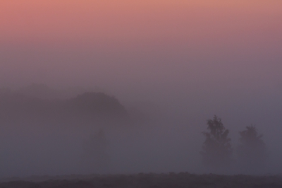 Afgelopen zaterdag (erg) vroeg op gestaan, was net voor zonsopkomst in het bos. En het was erg mistig. Vond deze foto wel goed weergeven hoe mysterieus het dan is. De mooie kleurige gloed komt door de zon die bijna opkomt.