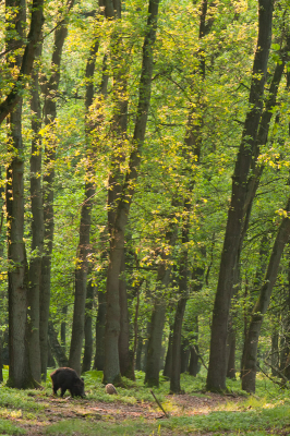 Terwijl ik zat te wachten op dassen kwam dit gezin rustig langs lopen. En met het zachte avond zonnetje door de bomen heen geeft dat wel een mooi plaatje. Expres gekozen om wat uit te zoomen om de omgeving er bij te betrekken.