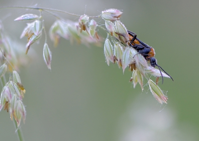 tijdens een vroege wandeling langs de weidebeek door het kletsnatte gras, met enkel de koekoek op de achtergrond, genoten van het rustgevende macro-werk...
