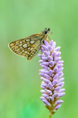 Eigenlijk was ik op zoek naar blauwe vuurvlinder en ringoogparelmoervlinder. Zoals zo vaak lieten die zich in het begin niet zien, zodat ik mij maar even bezig gehouden heb met dit bont dikkopje.