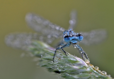 als ze nog nat zijn kan je ze voorzichtig dicht genoeg benaderen, wat dan soms een mooie close-up geeft...