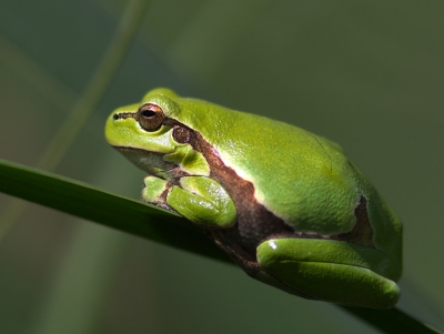 Voor mij als leek op het gebied van kikkers was het een leuke ontdekking om boomkikkers overal te zien, behalve in bomen. De sloot naast de weg die door de visvijvers van het prachtige Hongaarse Hortobagy-gebied loopt, zat vol met boomkikkers. Deze zat mooi dichtbij en liet zich gewillig fotograferen. Hoewel mijn prioriteit bij vogelfotografie ligt, was dit meer dan een mooie bijvangst. 

Zie voor meer foto's: www.kijkopvogels.nl