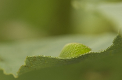 Deze foto is gemaakt op een bewolkte dag. Deze rups zat op een plant vlak aan het water.
Het was moeilijk om de rups goed scherp op de foto te krijgen, aangezien het wel wat waaide. Thuis heb ik de foto uitgesneden om de rups op een mooie positie in de foto te kunnen plaatsen.