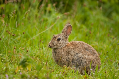 Vanochtend dit mooie konijn op de foto kunnen zetten. hij/zij zat zich lekker te poetsen in het gras.