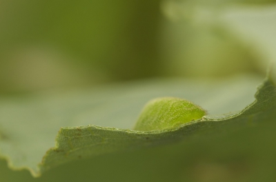 Deze foto is gemaakt op een bewolkte dag. Deze rups zat op een plant vlak aan het water.
Het was moeilijk om de rups goed scherp op de foto te krijgen, aangezien het wel wat waaide. 
Thuis heb ik de foto uitgesneden om de rups op een mooie positie in de foto te kunnen plaatsen.