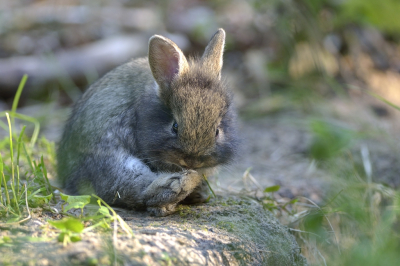 Het was een mooie wandeling in de AWD. Aan het einde van de wandeling vlakbij de eingang Panneland ontmoette ik een gezin van konijn met twee welpen. Hier maakte een zijn voet schoon .  So cuuuute!!