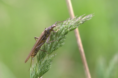 Beetje wind, in de zon tussen de bladeren zat deze schoonheid. Alleen na het maken van de foto liet deze me niet meer met rust.