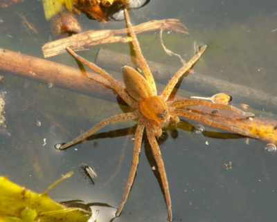 Tijdens het RAVON vissenweekend deze spinnenfoto meegepikt.