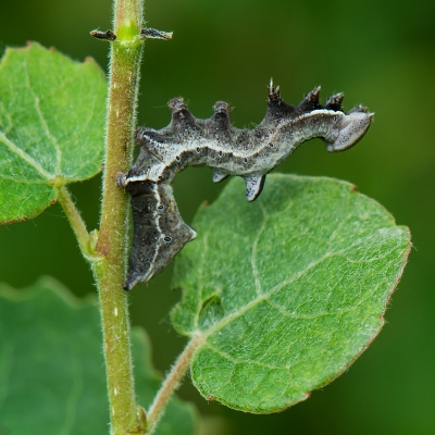 Op zoek naar rustige onderwerpen op een warme ochtend, deze rups gevonden. Indien het inderdaad een kameeltje is, dan is het voor mij een primeur.