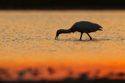 Vergelijking tussen de versie zonder lokale aanpassingen en de versie die op Birdpix staat.