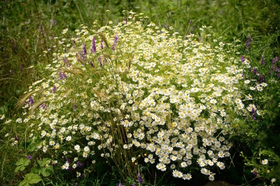 Op zoek naar bloemen vandaag en - gelukkig had ik ook de groothoek lens 24-70 mm ingepakt. Langs de Vaya rivier loopt een zandpad waar ik dit reuzachtige boeket tegenkwam.