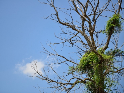 Tijdens de wandeling langs de Vaya rivier (mijn favoriete Bijeneters lokatie) zag ik deze dode boom waar nieuw leven in kwam tegen een strak blauwe achtergrond. Gewacht op wolken om de compositie te versterken. Op die mannier ruim een uur bezig geweest en deze opname gekozen voor de database.