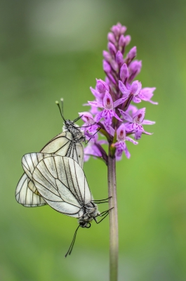 Dit prachtige paartje viel op langs het pad richting de Wolfratshauser Htte. Om het af te maken zaten ze ook nog eens op een bosorchis (Dactylorhiza fuchsii). Dit was een van de vele highlights van mijn mooie wandeling gisteren, misschien dat meer volgt!

Uit de hand geprobeerd het scherptevlak parrallel op de oogjes te krijgen (gelukt!).