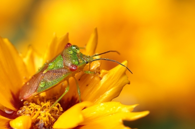 foto is genomen tussen de buitjes en de natte bloemen door ...