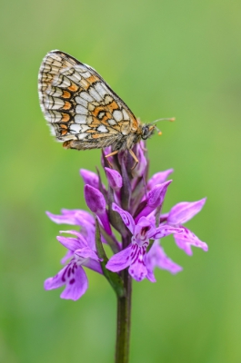 Op dit mooie veldje staan veel verschillende orchideen, waaronder bosorchis, kogelorchis, grote muggenorchis, welriekende muggenrochis, welriekende nachtorchis, grote keverorchis en vleeskleurige orchis. Toch lijken vlindertjes de voorkeur te geven aan de algemene bosorchis. Mij best in ieder geval... Een heerlijk plekje bij mijn huis op rond te struinen!