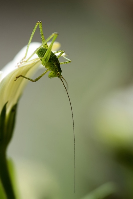 dit kleine sprinkhaantje is genomen met de macro tussen de spaanse margrieten.....