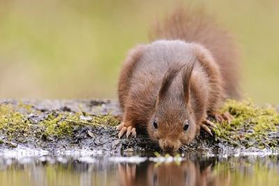 Altijd leuk als je in een vogelkijkhut zit dat er dan ook eens wat anders voorbij komt. Zeker als het dan zo mooi gaat zitten drinken.