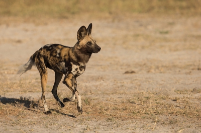 In eerdere kampen hadden we al drie groepen Afrikaanse Wilde Honden gezien. Maar met deze hebben we veel beleefd gedurende twee dagen. Hier zien we 1 van 3 Wilde Honden, die naarstig op zoek waren naar 5 Wilde Honden, die ze kwijt geraakt waren tijdens een gevecht over de prooi van die ochtend met Hyena's.