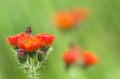 Deze stonden in de berm tussen het gras geprobeerd het gras en de andere bloemen in de achtergrond te betrekken.