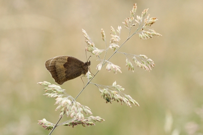 In de omgeving van Camerig vliegen nu honderden Bruin Zandoogjes. Deze ochtend vroeg op pad gegaan om ze te fotograferen als ze nog in het gras hangen. Er was keuze genoeg maar deze zat op de mooiste plek. Even een paar grassprietjes weggehaald en daarna vanaf statief gefotografeerd. Vele foto's gemaakt maar ik vond deze, waar de vlinder maar klein op staat, wel het mooist.