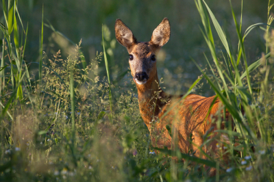 Tegen het einde v.d.avond kon ik deze reegeit fotograferen met een mooi zonnetje over het veld.