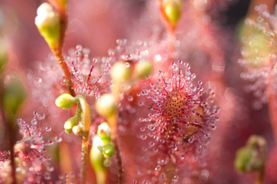 In de vroege ochtend op zoek naar vlinders en libellen. Bij toeval en niet helemaal verwacht kwam ik vele zonnedauw plantjes tegen. Overigens waren er veel minder libellen en vlinders dan vorig jaar deze tijd. Herkent iemand dit?