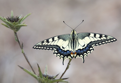 met blijdschap end succes een foto van een van de een mooiste vlinder  no mij lens geland