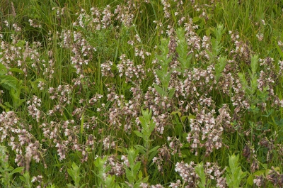 Er stonden er honderden...
Een prachtig gezicht. De schoonheid van de bloem zie je natuurlijk pas echt als je dichterbij komt.