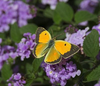 De oranje luzernevlinder is en mooi vlinder goed om het op een zonnige dag te zien kleuren dan gemarkeerd