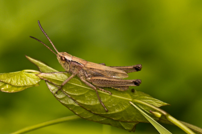 Met schaduw en flislicht deze krekelsoort geprobeerd om op een speelse manier inzichtelijk te krijgen