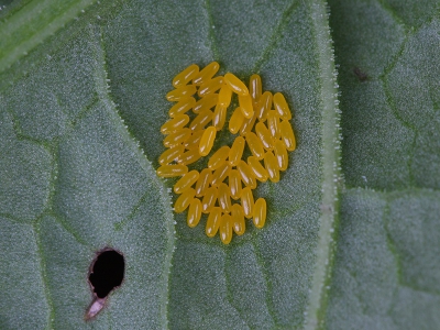 Aan de onderkant van een Zuring blad ontdekte ik een minuscuul groepje eitjes. De doorsnede van het hele pakketje is minder dan n centimeter.