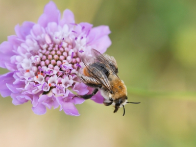 mooie zonnige dag, met veel insecten en vlinders.
Vindt de combinatie met de kleurige bloem wel mooi.
Hoop dat het de  goede naam van de hommel  is.