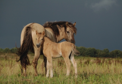 Donkere onweersbuien overal maar toch een klein stukje mooi licht en knusheid.