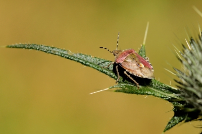 genomen in het bos, wants  zat op een distel ,genomen uit de losse hand....