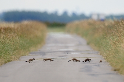 hermelijnen familie 2 ouders met drie jongen, wild heen en weer rennend en over elkaar buitelend, daar kun je uren naar kijken, vanuit de auto. Deze foto plaats ik eigenlijk om de sfeer die er vanaf straalt (vind ikzelf).