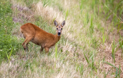 Net toen ik weg wilde gaan zag ik in mijn ooghoek iets bewegen. Deze Ree was lekker aan het grazen en ik mocht rustig wat plaatjes schieten.