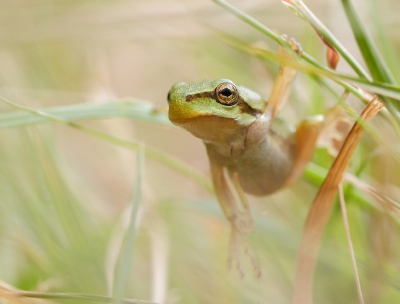 Voor de eerste keer dit jaar boomkikkers gaan fotograferen. De boomkikkers waren nog heel klein dus dat maakte het zoeken extra moeilijk maar het werd beloond. Deze zat in het gras en had wel een erg speciale houding.