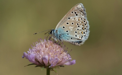 Zonnig weer in een kersenboomgaard op een landweggetje.