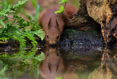 Deze Eekhoorn kwam regelmatig even langs. Hij/zij ging precies goed zitten drinken zodat ik de spiegeling ook op de foto kon zetten.