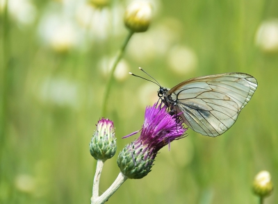 Nikon D7100 met sigma 105 mm macro uit de hand genomen.
