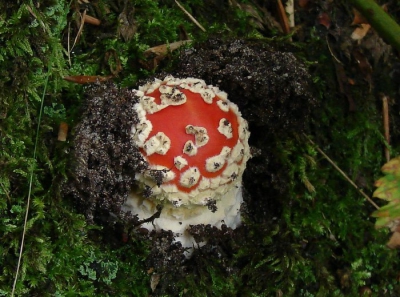 LEUK, NET EVEN MET ZIJN SNOETJE BOVEN DE GROND,MISSCHIEN WACHT HIJ OP NOG MEER REGEN.
