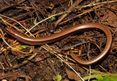Wat een mooie dag, deze Hazelworm had zich goed verstopt bij een steen.
